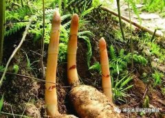 祝之友教授解读神农本草经-天麻